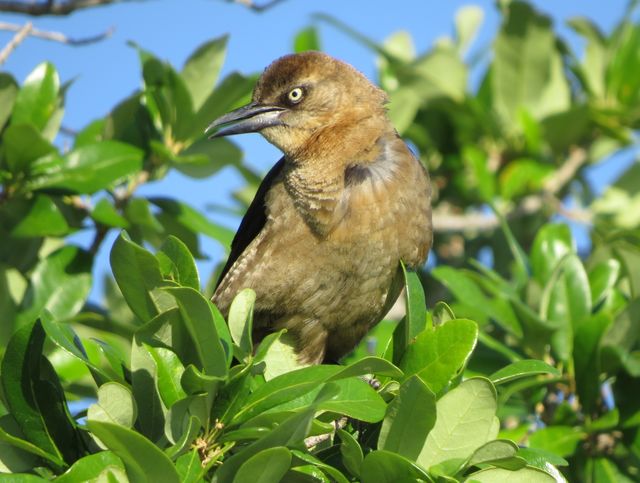 Boat-tailed Grackle