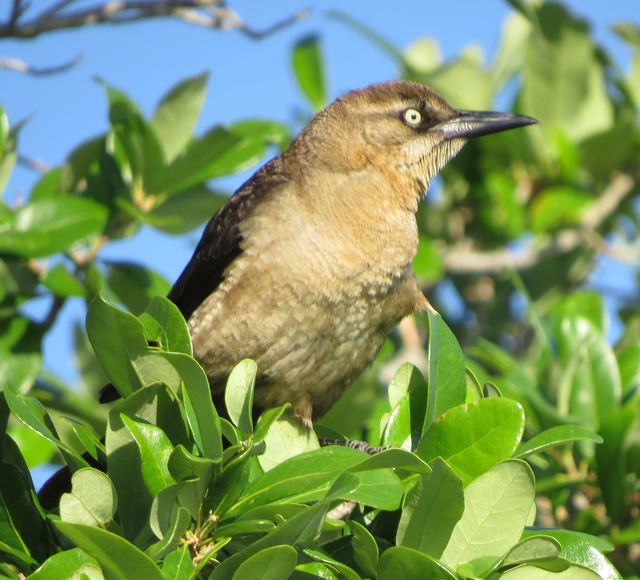 Boat-tailed Grackle