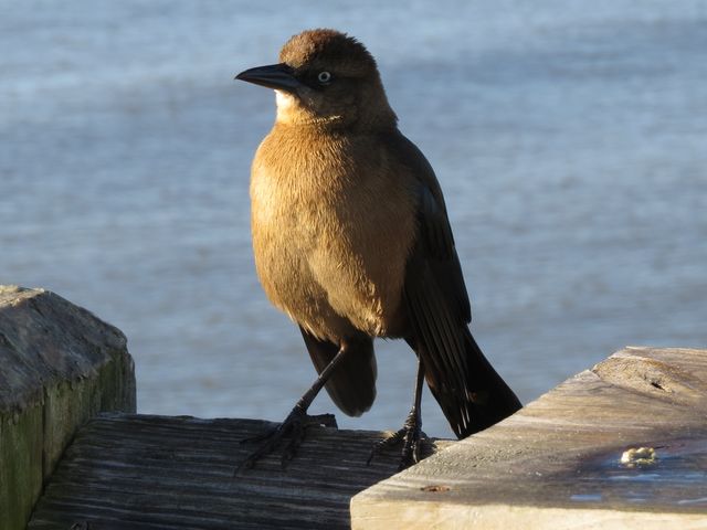 Boat-tailed Grackle
