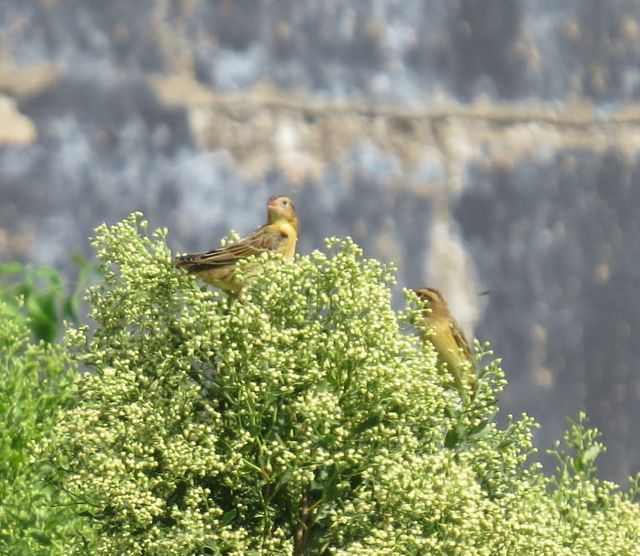 Bobolink