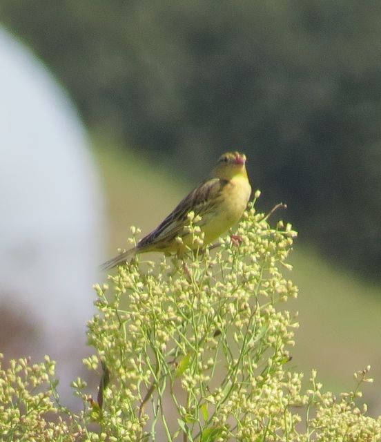 Bobolink