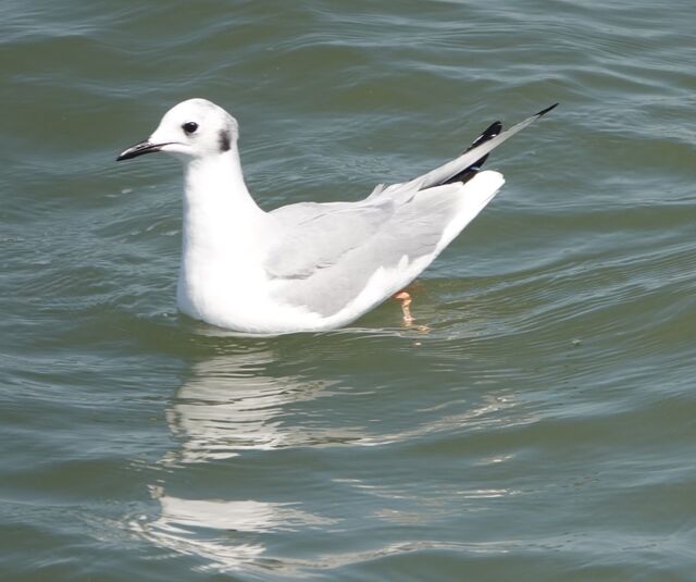 Bonaparte's Gull