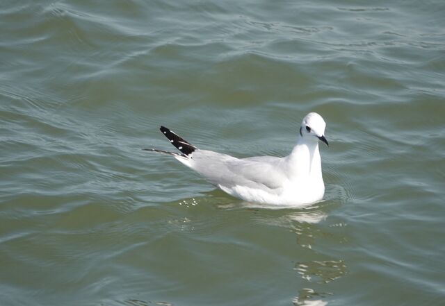 Bonaparte's Gull