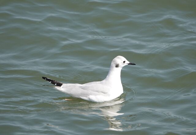 Bonaparte's Gull