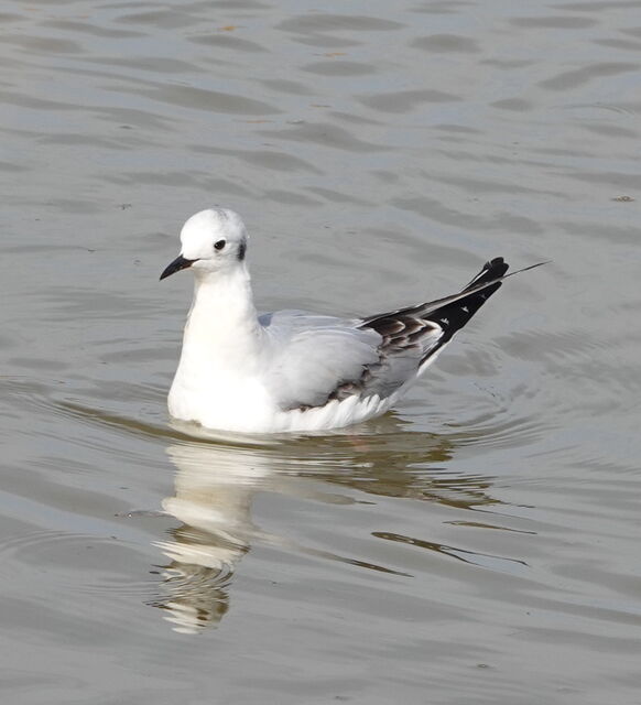 Bonaparte's Gull