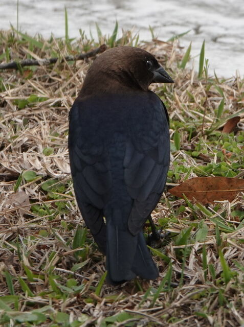 Brown-headed Cowbird