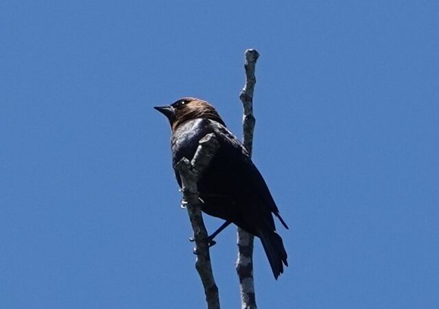 Brown-headed Cowbird