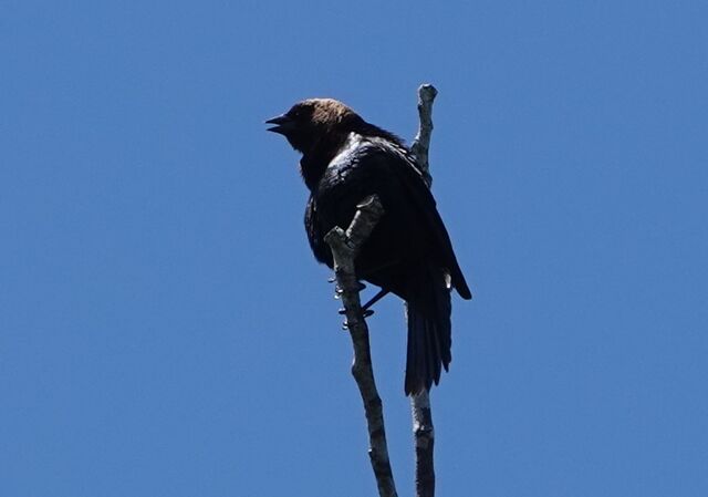 Brown-headed Cowbird