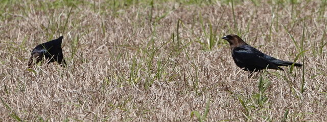 Brown-headed Cowbird