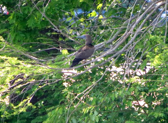 Brown Booby