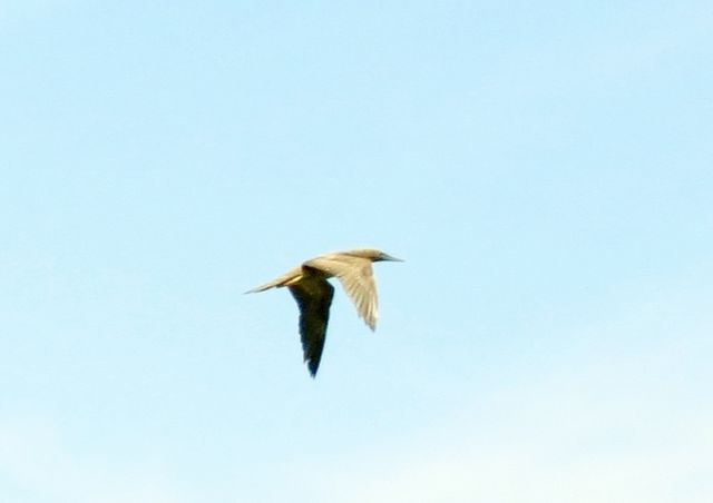 Brown Booby