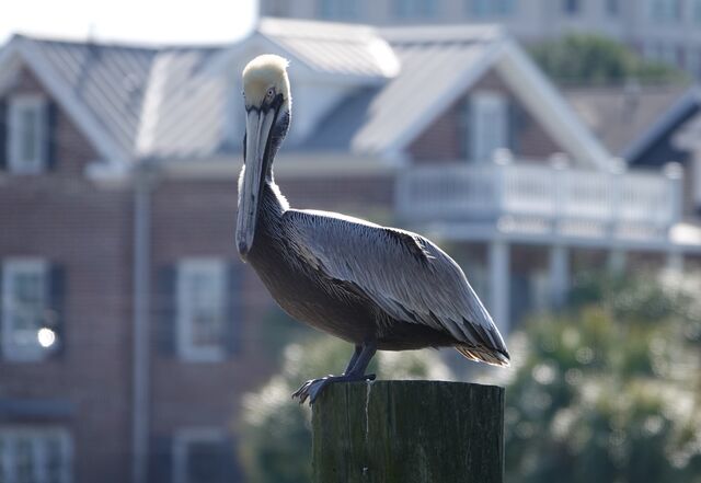 Brown Pelican