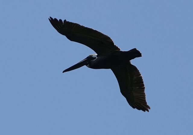 Brown Pelican