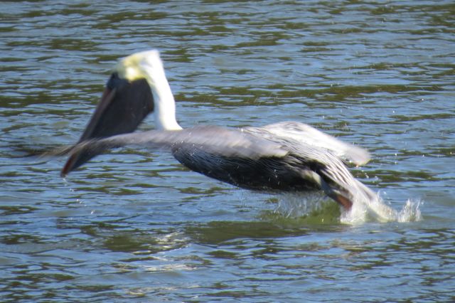Brown Pelican