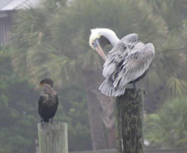 Brown Pelican