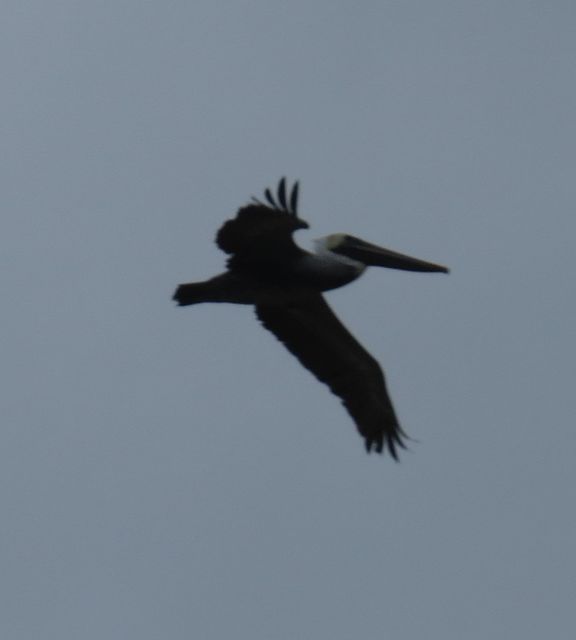 Brown Pelican