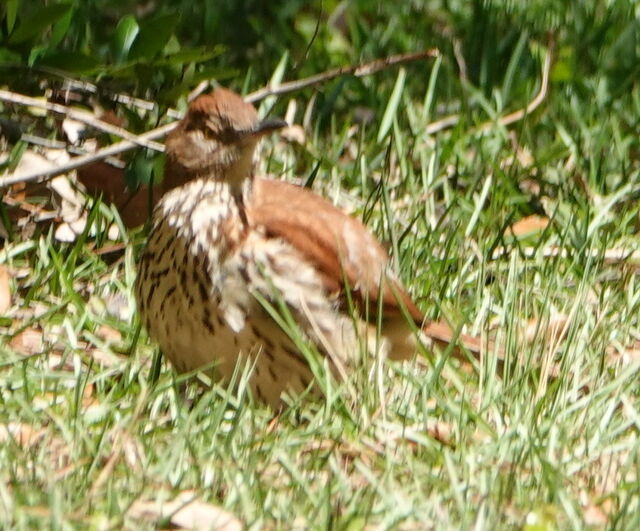 Brown Thrasher