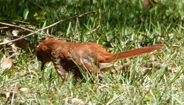Brown Thrasher