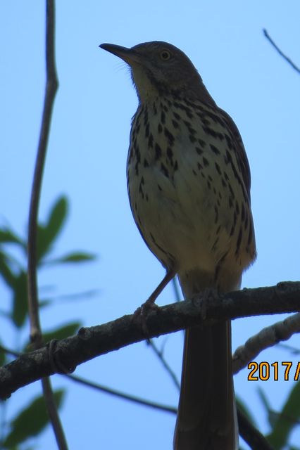 Brown Thrasher
