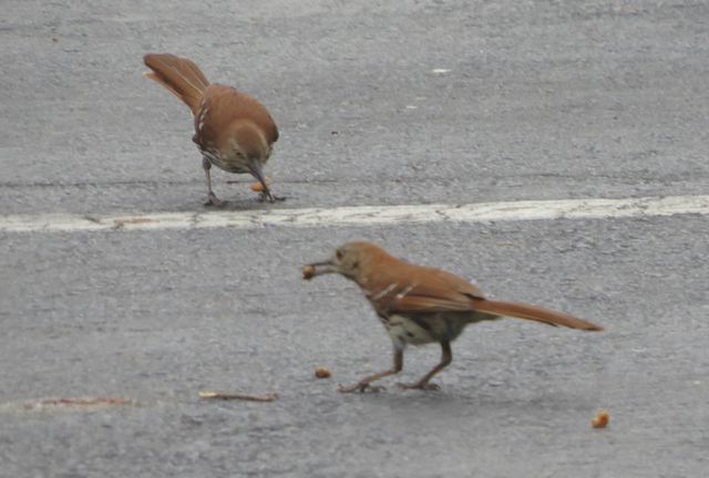 Brown Thrasher