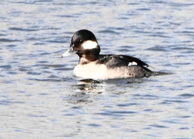 Bufflehead