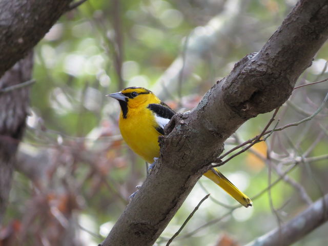 Bullock's Oriole
