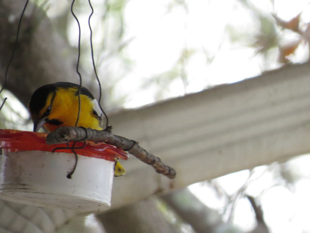Bullock's Oriole