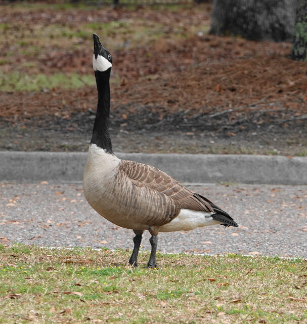 Canada Goose