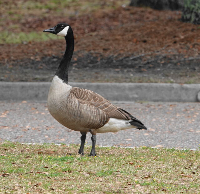 Canada Goose