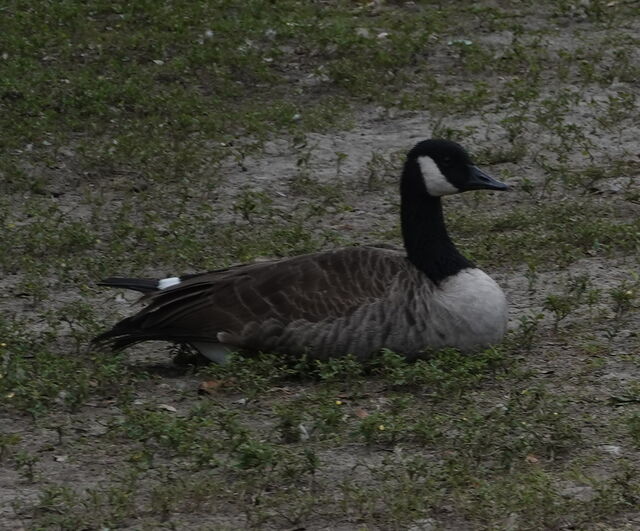 Canada Goose