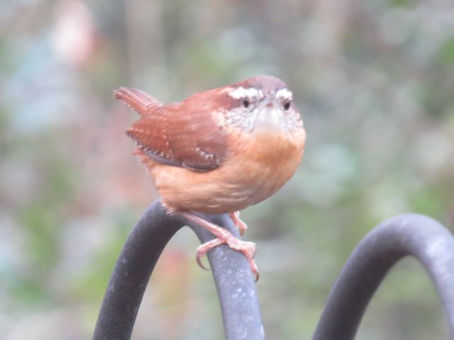 Carolina Wren