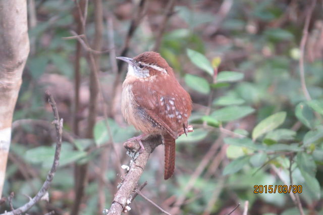 Carolina Wren