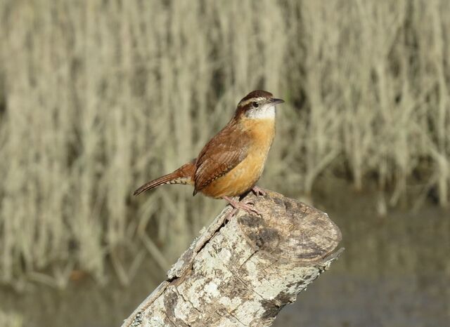 Carolina Wren