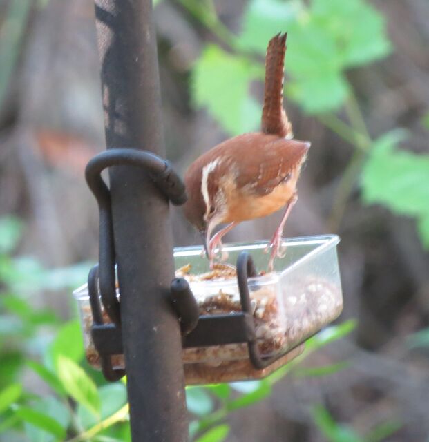 Carolina Wren