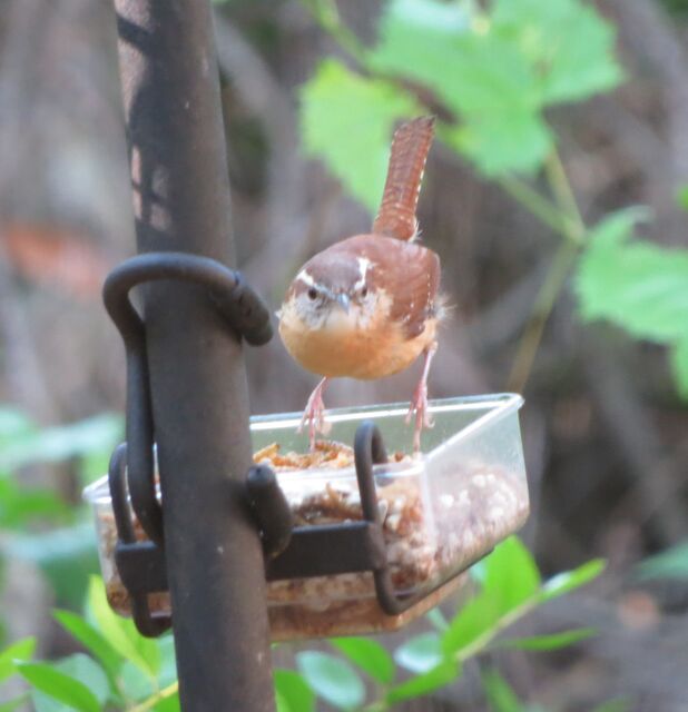 Carolina Wren