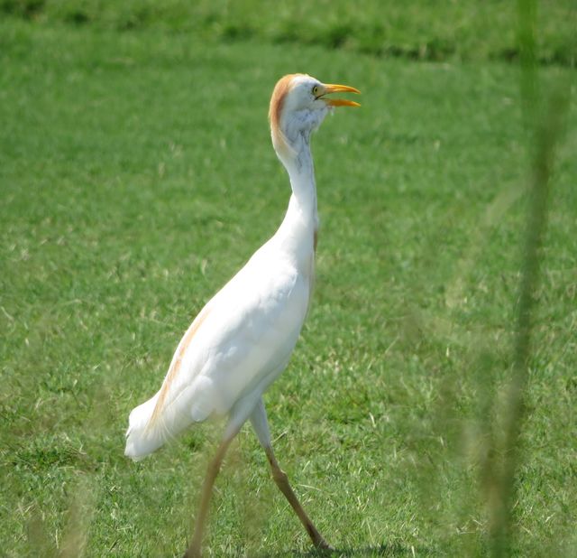 Western Cattle-Egret