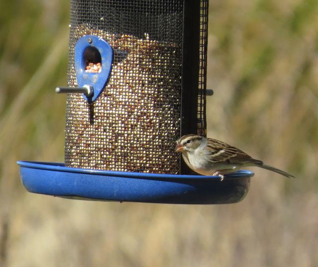 Chipping Sparrow