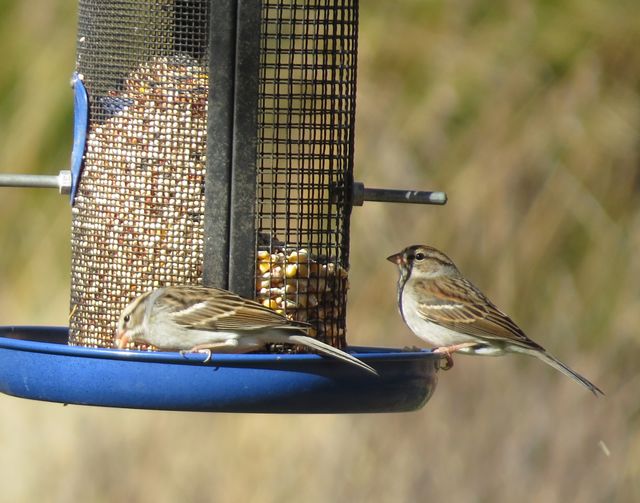 Chipping Sparrow