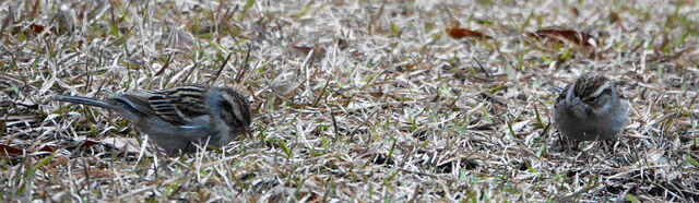 Chipping Sparrow