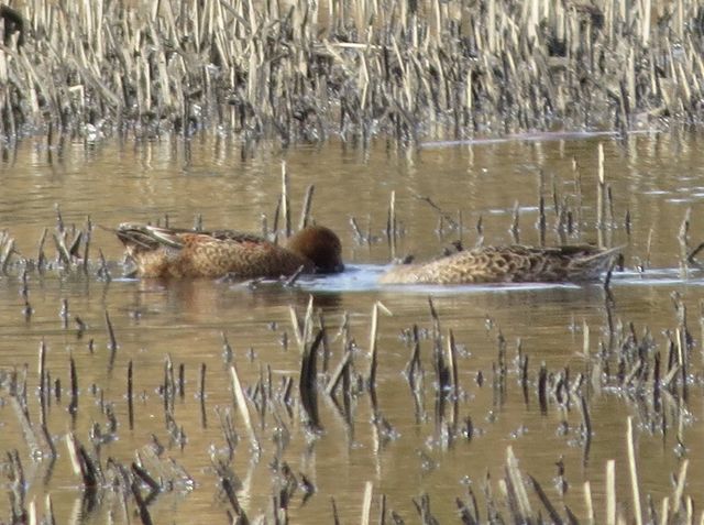 Cinnamon Teal