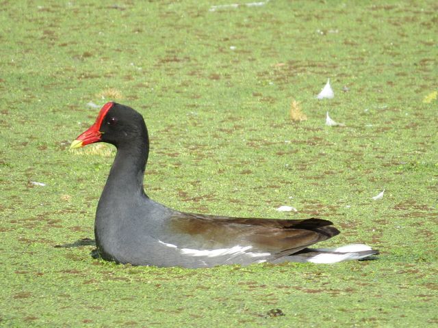 Common Gallinule
