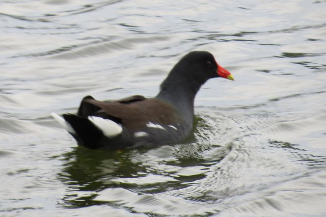 Common Gallinule