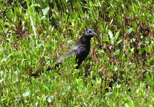 Common Grackle