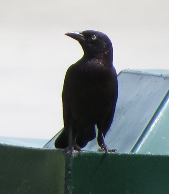 Common Grackle