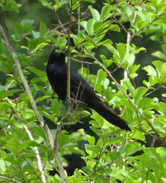 Common Grackle