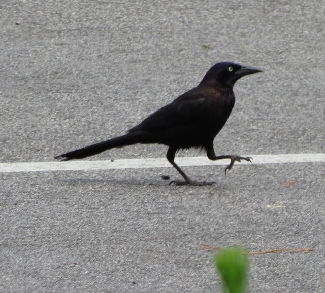 Common Grackle