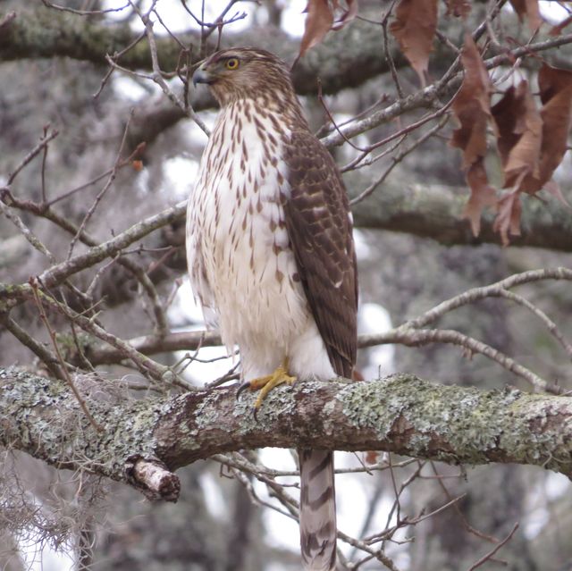 Cooper's Hawk