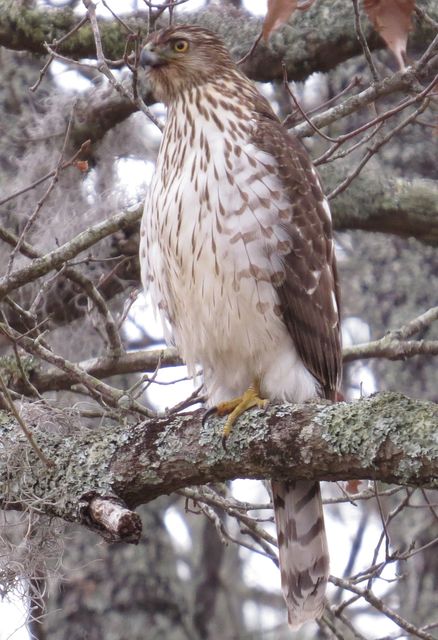 Cooper's Hawk