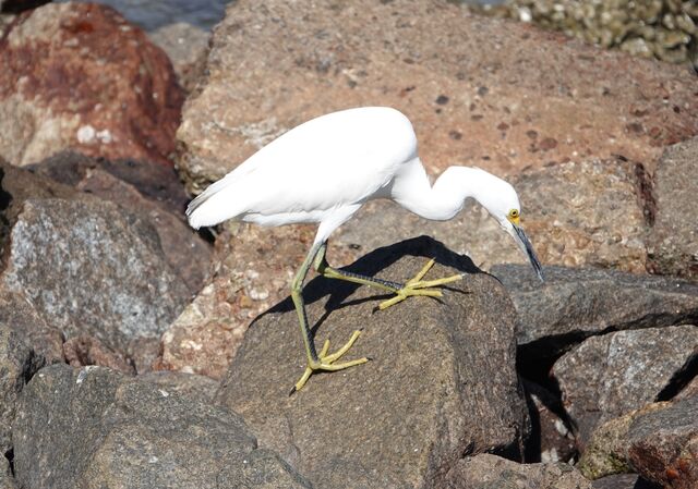 Snowy Egret