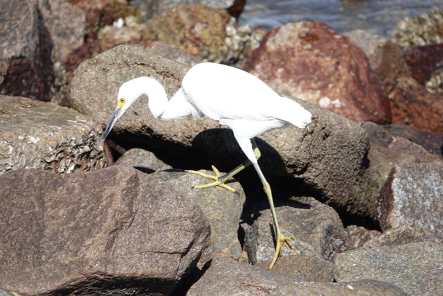 Snowy Egret